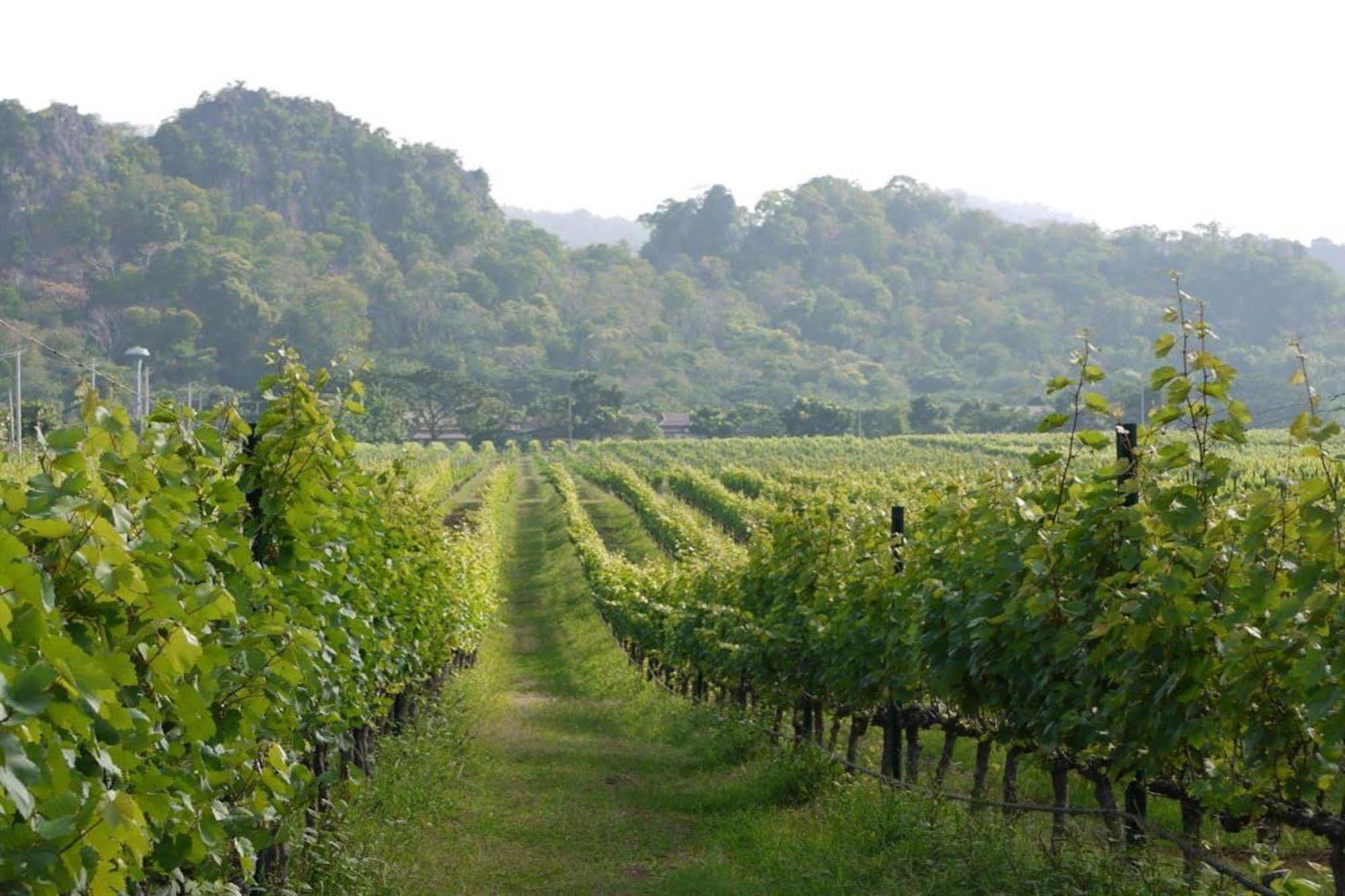 Granmonte Wine Cottage Phayayen Εξωτερικό φωτογραφία